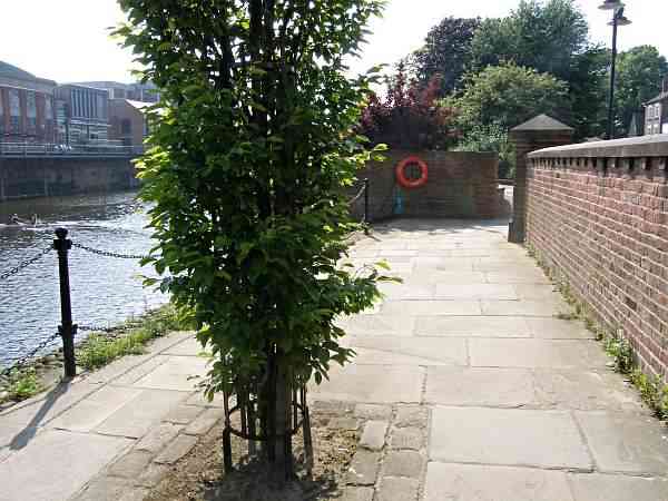 On the south bank of the river looking towards Ouse Bridge.
